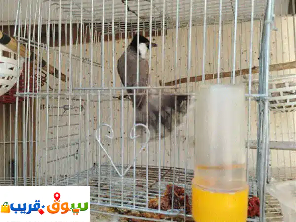 ذكر بلبل