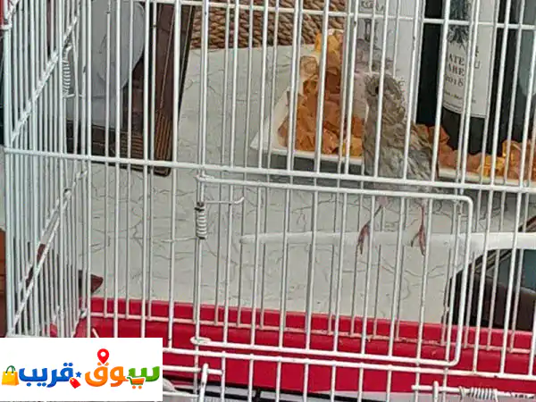 فرخ نغل عمر ٣ شهور دكر مية بل مية صحة دهب بلش يحكي...