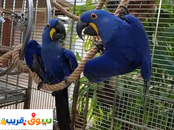 ببغاوات مكاو زرقاء (ياقوتية) للبيع: صغار أليفة، مدربة وصحية - رفيقك الأمثل!