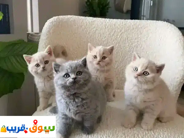shorthair British kittens