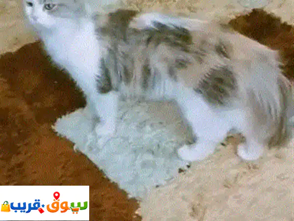 Russian Cat