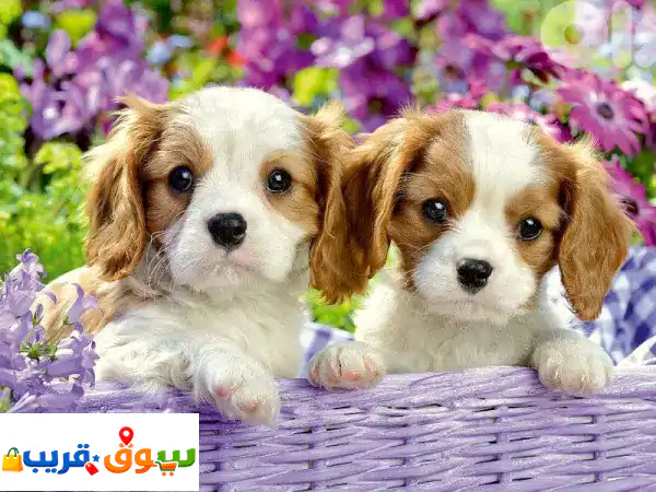 King Charles Cavalier puppiesu002 Fdog كلاب u002 F Delivery Available