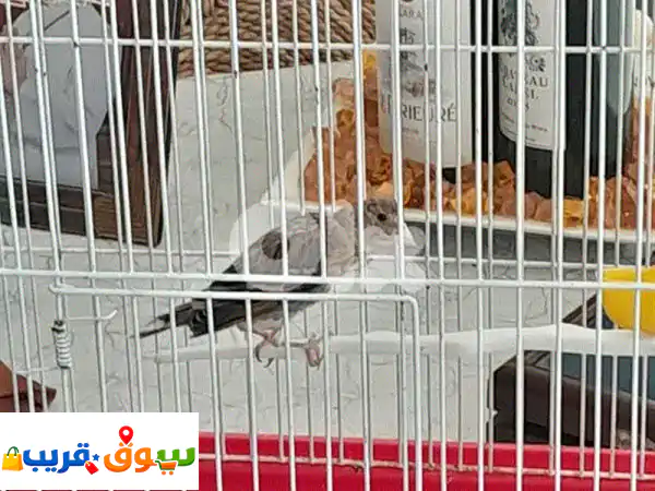 فرخ نغل عمر ٣ شهور دكر مية بل مية صحة دهب بلش يحكي حسون و حاضر للتسميع