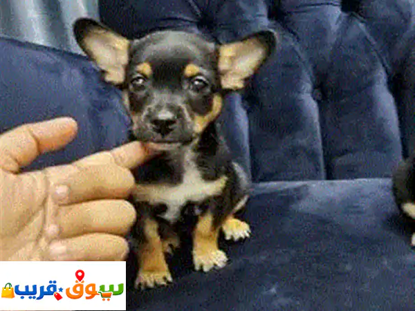 Chihuahua puppies