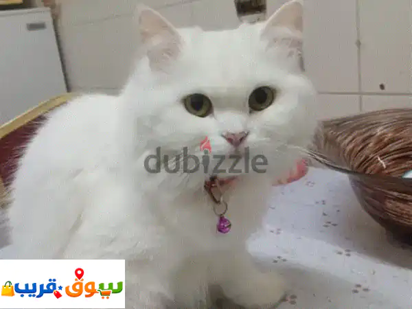 تبنّى رفيقك الوفي اليوم! قطط رائعة بانتظار منزل دافئ ومحب (فرصة تبني مجانية)