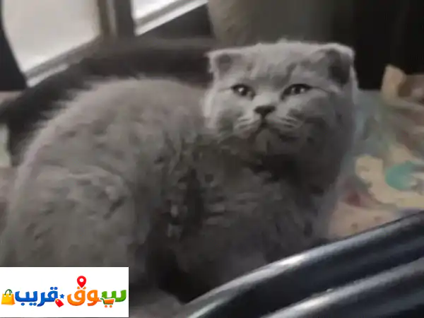 قط سكوتش فولد أزرق ذكر للتبني بالرياض: رفيقك...