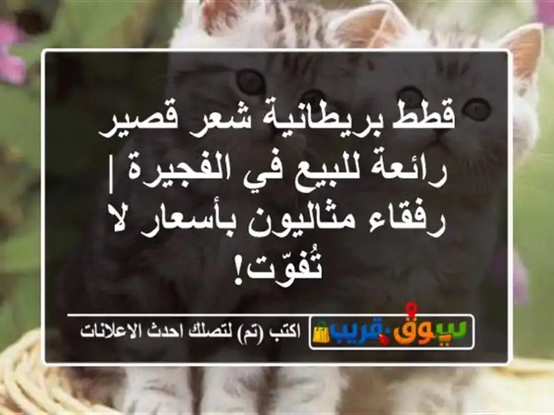 قطط بريطانية شعر قصير رائعة للبيع في الفجيرة |...