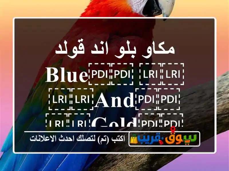 مكاو بلو اند قولد ⁦⁦blue⁩⁩ ⁦⁦and⁩⁩ ⁦⁦gold⁩⁩ ⁦⁦macaw⁩⁩