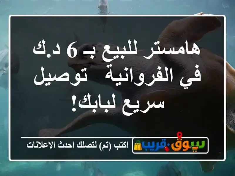 هامستر للبيع بـ 6 د.ك في الفروانية - توصيل سريع لبابك!