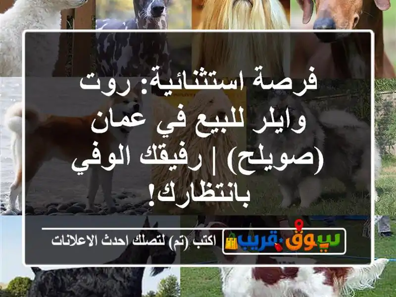 فرصة استثنائية: روت وايلر للبيع في عمان (صويلح) |...