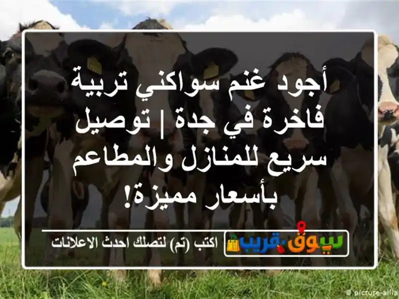 أجود غنم سواكني تربية فاخرة في جدة | توصيل سريع...