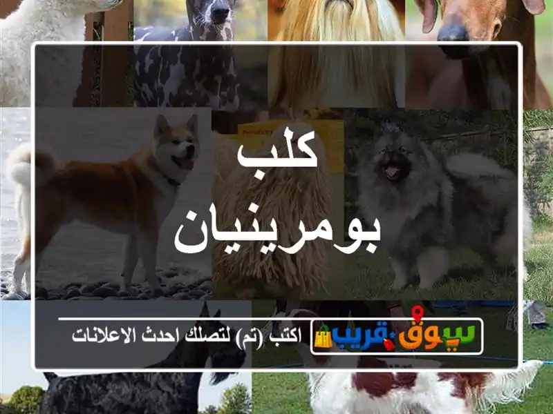 كلب بومرينيان