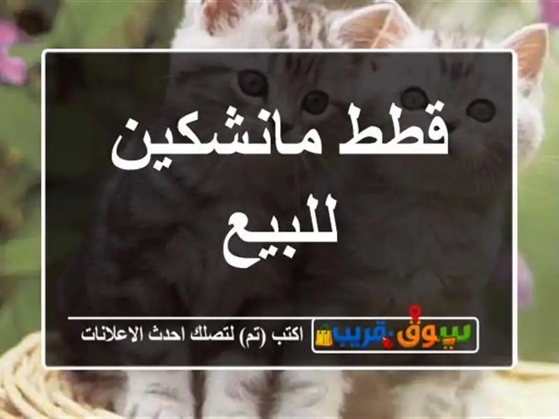 قطط مانشكين للبيع