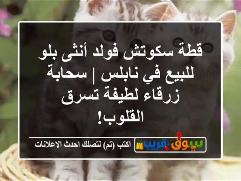 قطة سكوتش فولد أنثى بلو للبيع في نابلس | سحابة...
