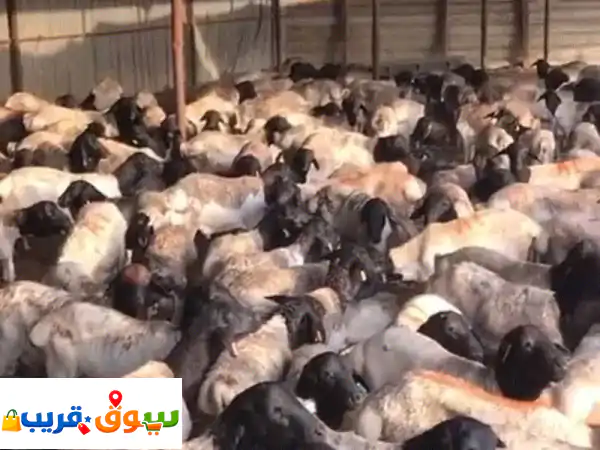 يوجد شركة مواشي لتأمين الذبايح في الحج بعقود...