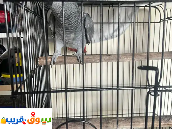 ببغاء كاسكو أفريقي أليف متكلم (10 شهور) | تفريخ محلي | بالقفص