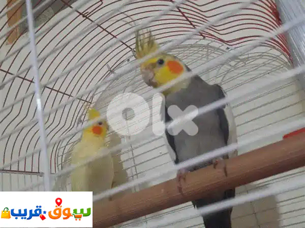 مدينة صيدا