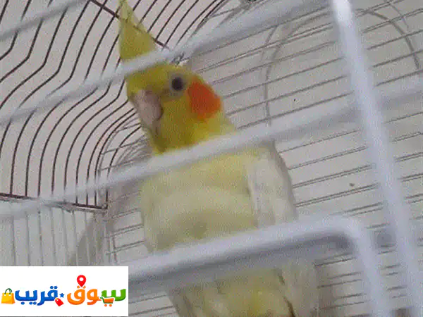 مدينة صيدا