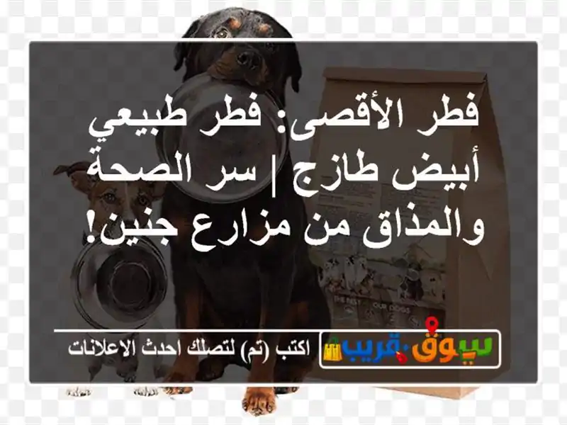 فطر الأقصى: فطر طبيعي أبيض طازج | سر الصحة والمذاق...