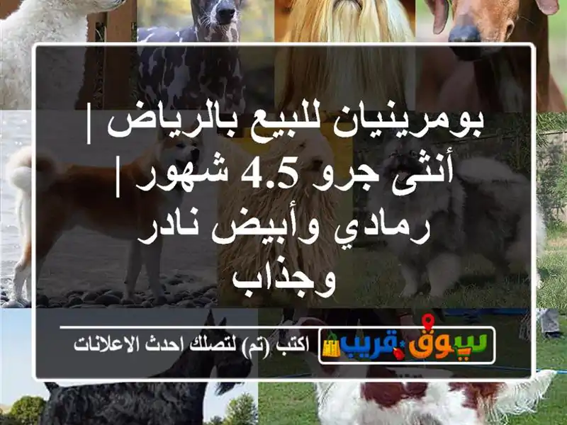 بومرينيان للبيع بالرياض | أنثى جرو 4.5 شهور | رمادي...