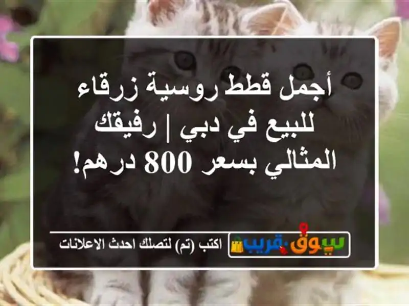 أجمل قطط روسية زرقاء للبيع في دبي | رفيقك المثالي...