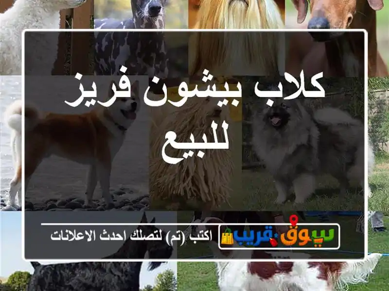 كلاب بيشون فريز للبيع