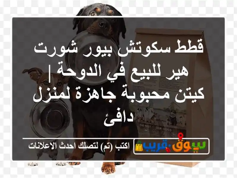 قطط سكوتش بيور شورت هير للبيع في الدوحة | كيتن...