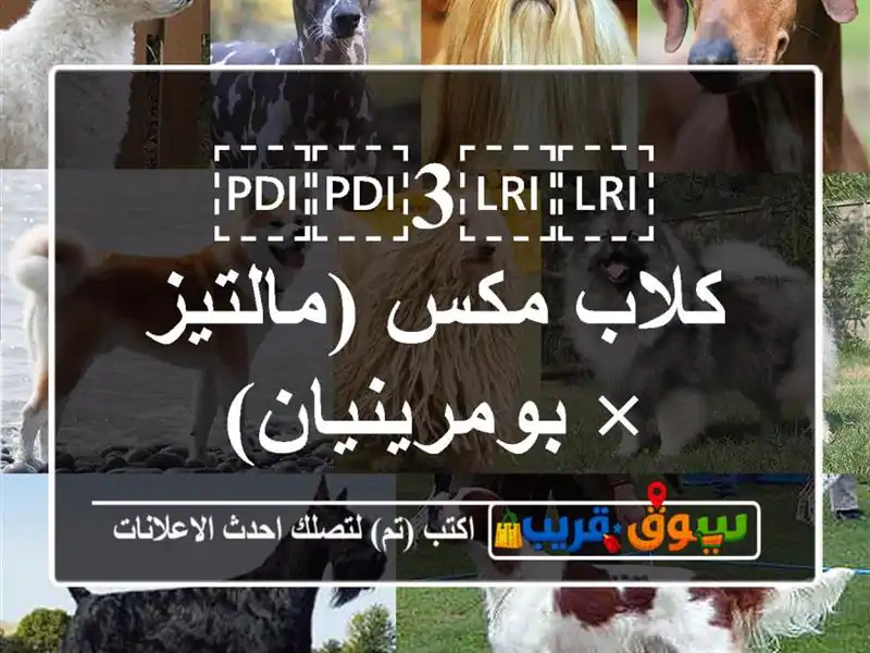 ⁦⁦3⁩⁩ كلاب مكس (مالتيز × بومرينيان)