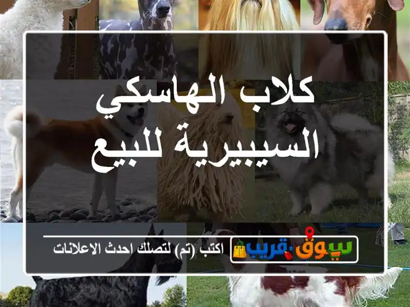كلاب الهاسكي السيبيرية للبيع