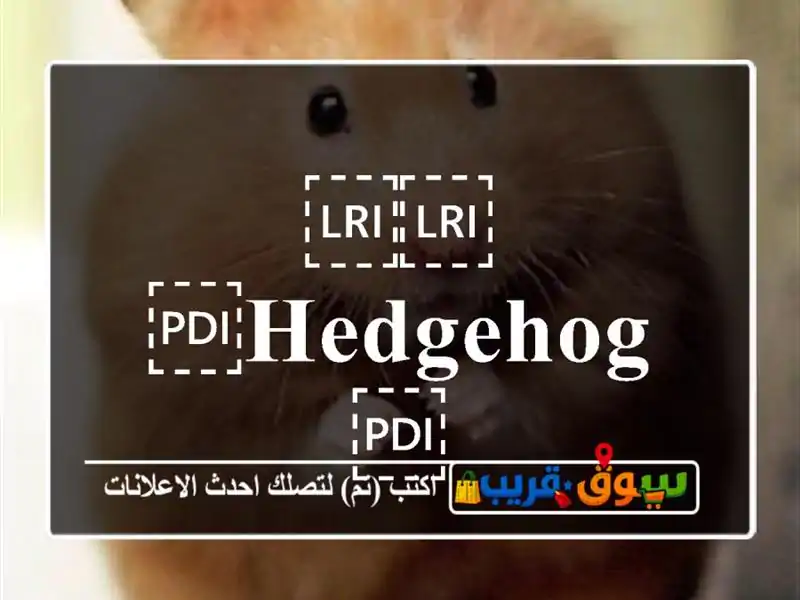 ⁦⁦Hedgehog⁩⁩ قنفد