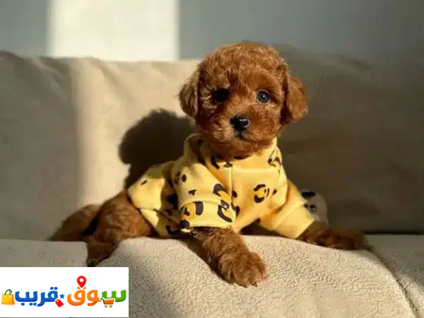 Charming  Toy Poodle Puppies Availableu002 FIn Store u002 FDeliveryu002 FImported