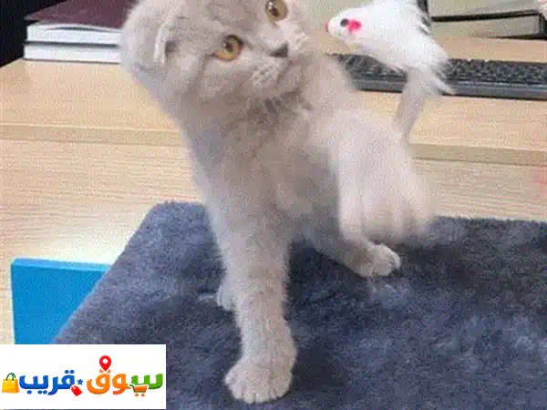 White Scottish Fold kittens Blue Eyes