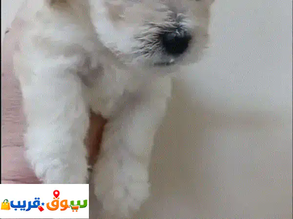 Maltese puppy for sale
