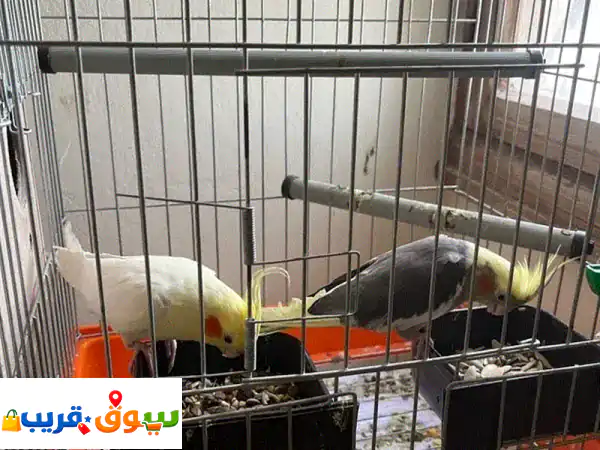cockatiel