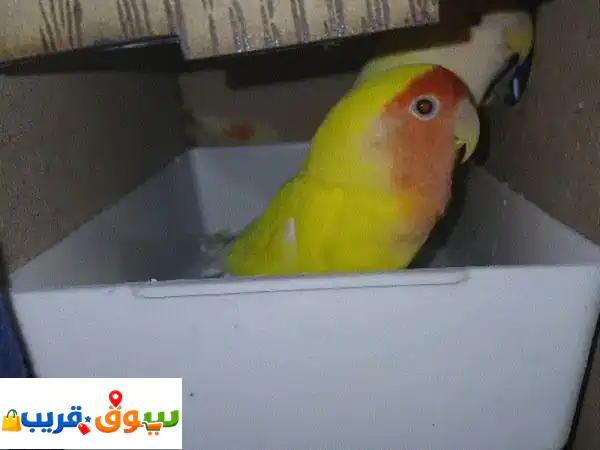 جوز روز دكر و انتي