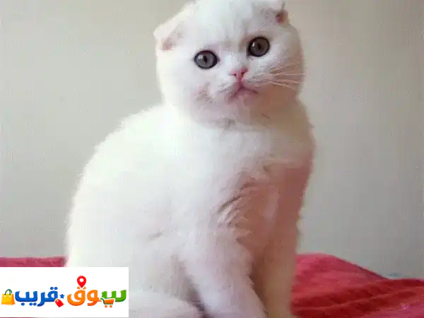 White Scottish Fold kittens Blue Eyes