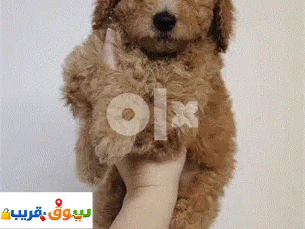 ميني لابرادودل LOVEY مستورد بجواز سفر: جرو مدرب...