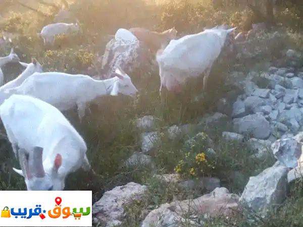 ماعز سويسري أصيل (بني) للبيع في حاصبيا | إنتاج...