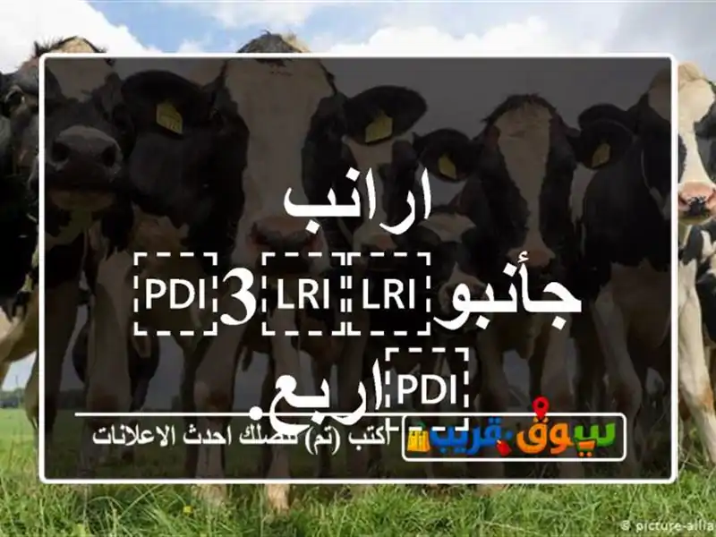ارانب جأنبو⁦⁦3⁩⁩اربع.