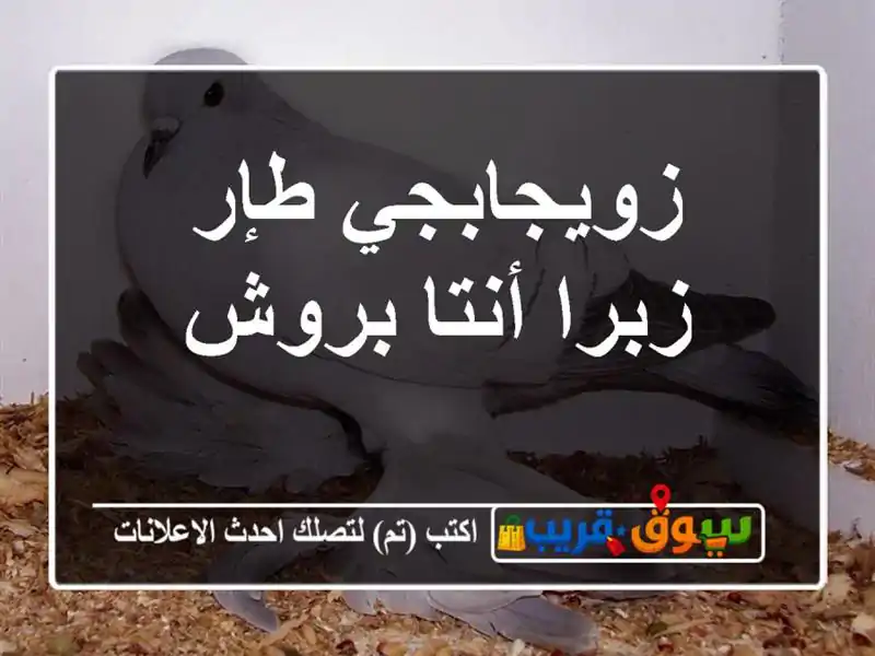 زويجابجي طإر زبرا أنتا بروش