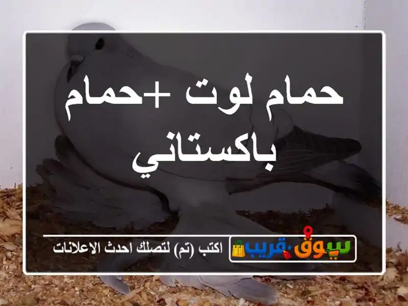 حمام لوت +حمام باكستاني