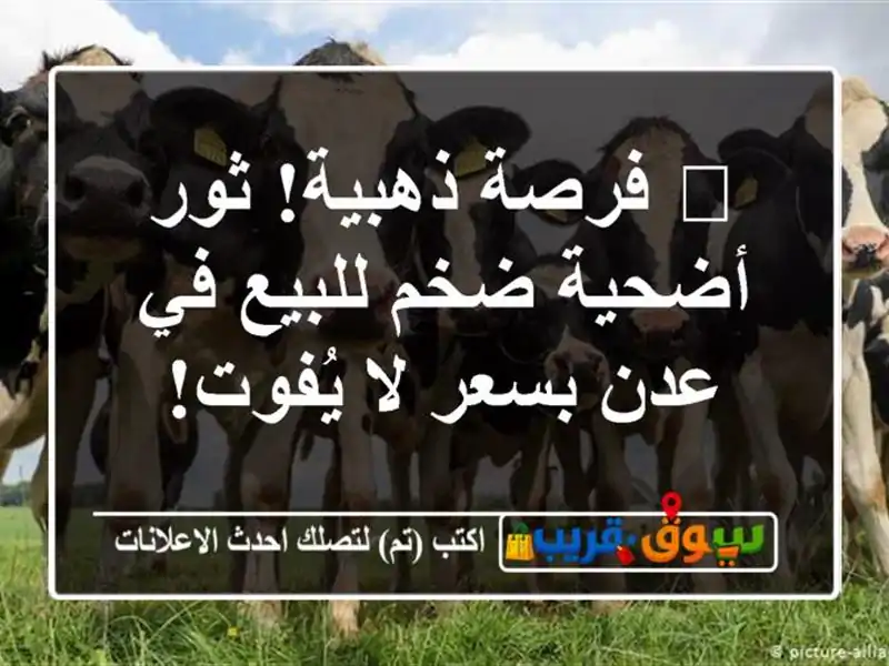 🌟 فرصة ذهبية! ثور أضحية ضخم للبيع في عدن بسعر لا يُفوت!