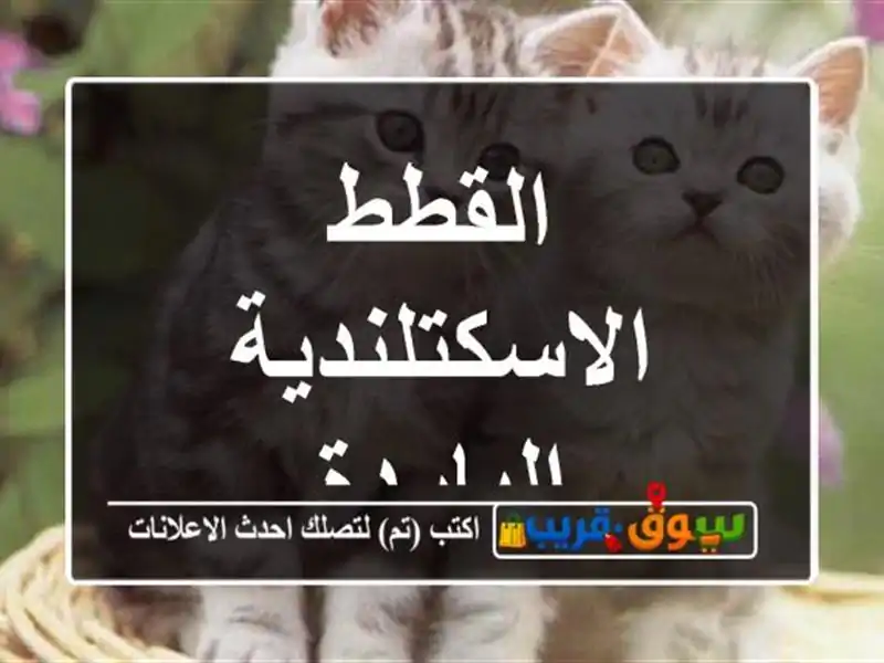 القطط الاسكتلندية الباردة