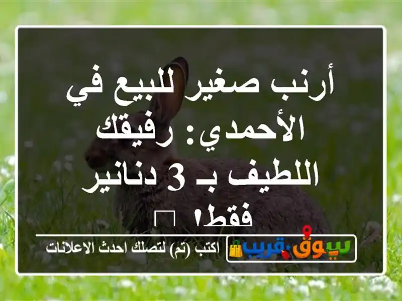 أرنب صغير للبيع في الأحمدي: رفيقك اللطيف بـ 3...