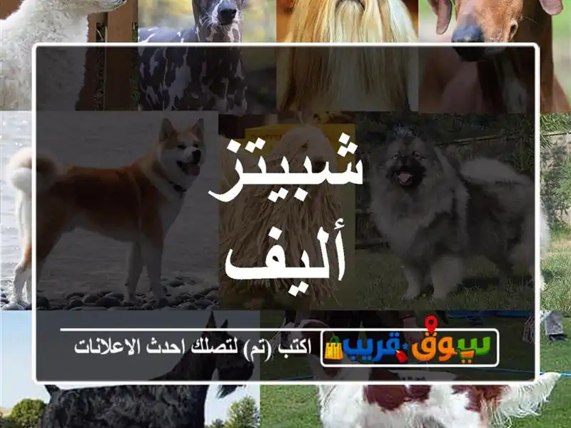 شبيتز أليف