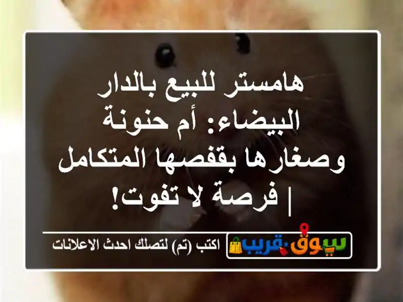 هامستر للبيع بالدار البيضاء: أم حنونة وصغارها...