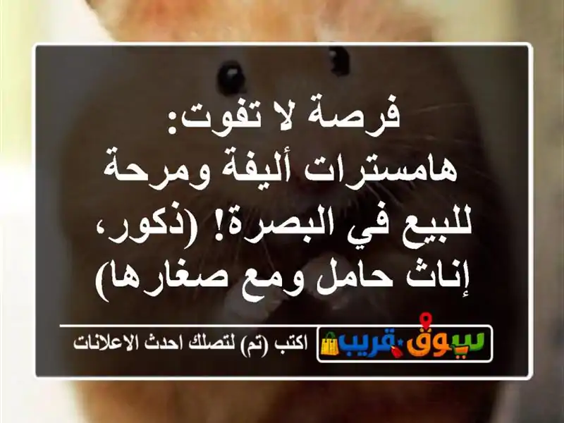 فرصة لا تفوت: هامسترات أليفة ومرحة للبيع في...
