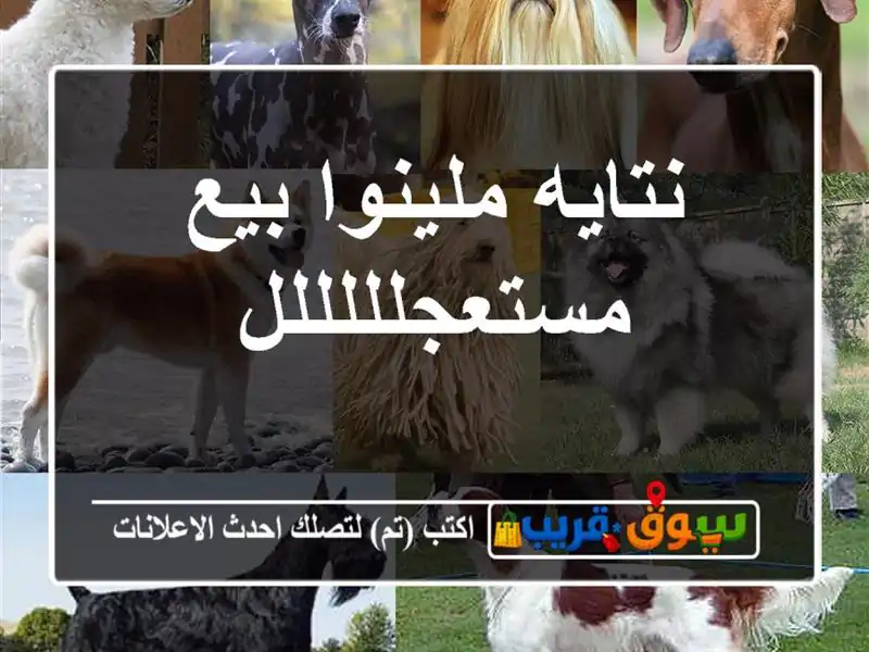 نتايه ملينوا بيع مستعجلللللل