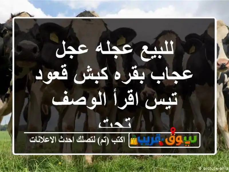 للبيع عجله عجل عجاب بقره كبش قعود تيس اقرأ الوصف تحت