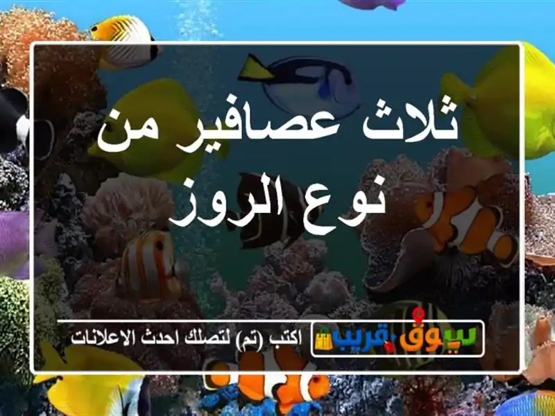 ثلاث عصافير من نوع الروز